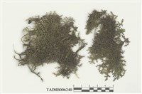 藏品(耳葉蘚屬)的圖片